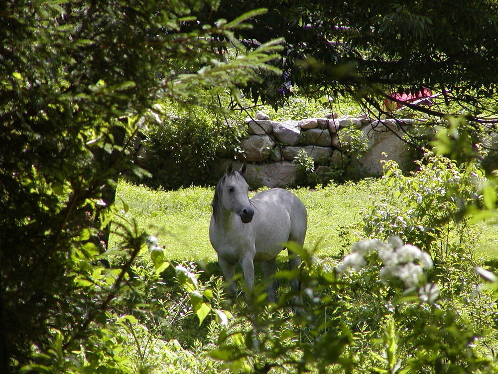 Arabian Horse Inn Sudbury 外观 照片