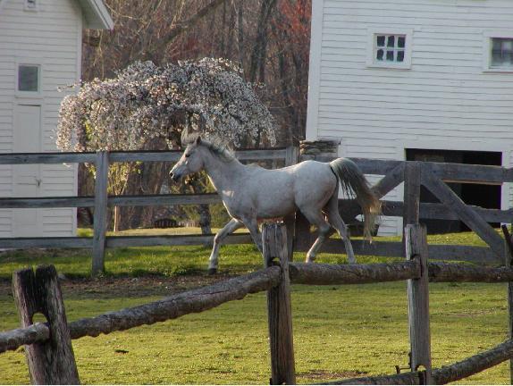 Arabian Horse Inn Sudbury 外观 照片
