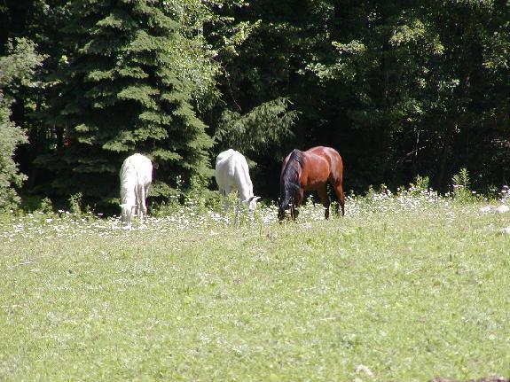Arabian Horse Inn Sudbury 外观 照片