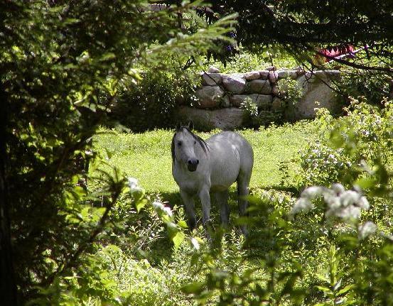 Arabian Horse Inn Sudbury 外观 照片