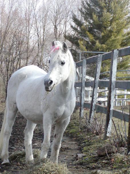 Arabian Horse Inn Sudbury 外观 照片